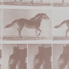 ANALOGIE – Projekt Equivolution, 2016, photograph by Eadweard Muybridge, horse in motion, 1886
